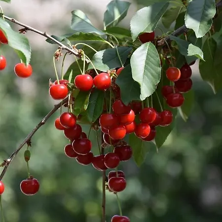 Boroka Tanya Feriehus Orgovany