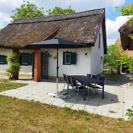 Boroka Tanya Orgovany